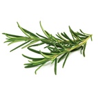 Click and Grow Smart Garden Refill 3-pack - Rosemary